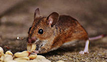 24 Hour & Emergency Exterminators in Montgomery, NJ